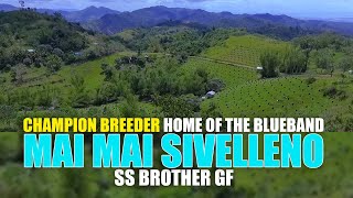 CHAMPION BREEDER HOME OF THE BLUE BAND  MAI MAI SIVELLENO [upl. by Annayr]