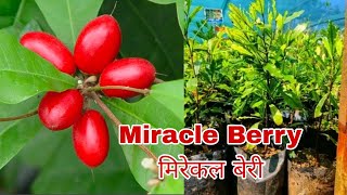 Miracle Berry Fruit मिरेकल बैरी फ्रूट  Miracle Berry 100 Original plants available  online dlv [upl. by Latihs434]