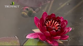 Les nénuphars  installer un nénuphar dans un bassinplante aquatique  Truffaut [upl. by Ayoral513]