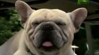 Dogs 101 The French Bulldog Animal Planet [upl. by Ninetta]