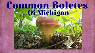 Common Boletes of Michigan [upl. by Adnolaj447]