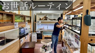 １００種類以上の生き物を飼育する爬虫類館のルーティンを公開します [upl. by Ayatan]