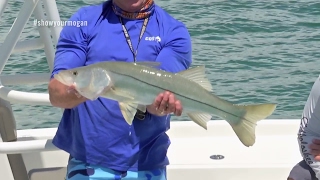 Chokoloskee Offshore Snook Fishing on the Wrecks [upl. by Yeniffit]