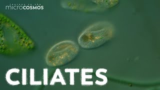 What Can Ciliates Teach Us About Ciliates [upl. by Gough]