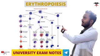 Erythropoiesis  Blood Physiology [upl. by Chiquia511]