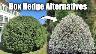 Alternative Shrubs to Box Hedge If You Struggle with Box Blight amp Box Tree Moths [upl. by Llekcor100]