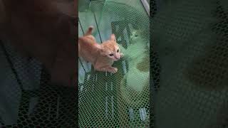 DIY screen divider for 2 male cats [upl. by Cuda961]