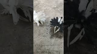 Fantail pigeon🕊 best quality💯 sales comment pannungatrending youtube shorts sale pigeon [upl. by Nitas]