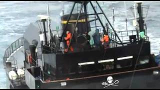 SEA SHEPHERD vs YUSHIN MARU [upl. by Boatwright415]