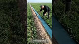 Use Cheap Disposable Irrigation Hoses To Water The Wheat Field [upl. by Doralyn]