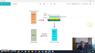 Visualizzazione DNA separato con elettroforesi [upl. by Waligore602]