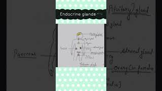 Endocrine glands endocrine system biology science pw trending ytshortsvideo education [upl. by Aldridge]