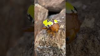 Colourful 🐞 spotted on hiking trail  Rare bug  Beautiful nature  Coorg youtubeshorts subscribe [upl. by Aratas]