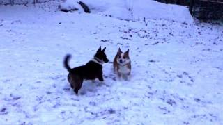 Corgis meet for the first time Pembroke VS Cardigan Derp battle [upl. by Kcirddehs]