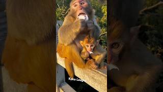 Fat Monkey 🤣 fatmonkey AnimalBehavior FunnyAnimals [upl. by Enilemme]