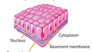 Epithelial tissue SIMPLE EPITHELIUM amp TYPES [upl. by Paulie351]