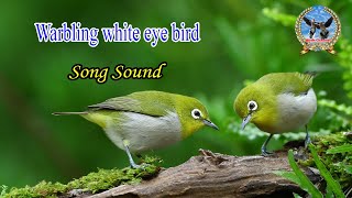 Warbling white eye bird sound  Birds calling each other [upl. by Panthia485]