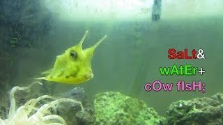 Longhorn Cowfish in Saltwater Fish Tank Home Aquarium Setup as Cool amp Cheap Exotic Tropical Species [upl. by Niltyak787]