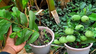 It is very good for planting guava from pruning  How to grow guava from pruning [upl. by Chiarra]