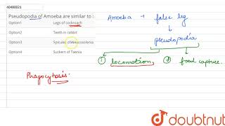 Pseudopodia of Amoeba are similar to [upl. by Kindig]