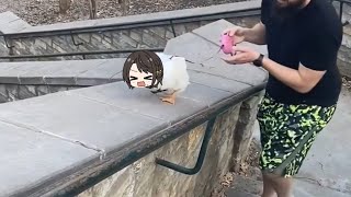 Subaru duck workout day  Animal hololive [upl. by Carlin305]