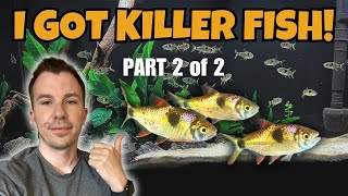 I GOT BUCKTOOTH TETRAS  PART 2 OF 2  KILLER FISH FEEDING [upl. by Llevad]