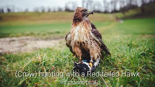 Car hawking with a Redteailed Hawk our 3rd Season pt 2 [upl. by Arutnev]