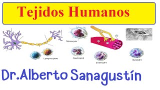 Tejidos humanos introducción  HistologíaBiología Tisular [upl. by Toddie818]