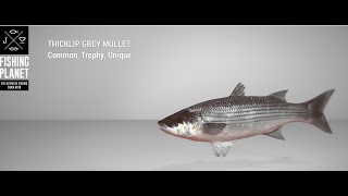 Fishing Planet  Ghent Terneuzen Canal  Trophy  Thicklip Grey Mullet  Spin [upl. by Rosalee]