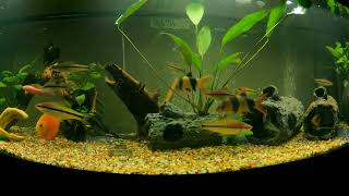 Evening in my community 125 gal aquarium with Relaxing spa music beautiful 4K video for ambiance [upl. by Orag]