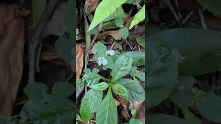 Leucas biflora a medicinal herb of Odisha herb medicinal odisha indianplant forest t [upl. by Aiuqcaj]