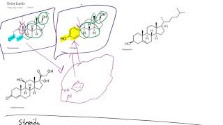 Lipids 3  Steroids and Waxes [upl. by Hinkle]