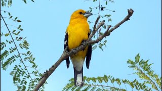 Golden Grosbeak Singing [upl. by Temp]