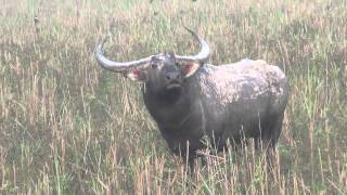 Wild Asian Water Buffalo [upl. by Lauhsoj987]