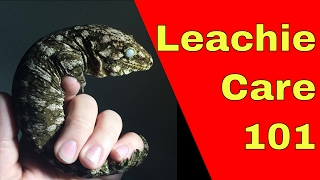 Rhacodactylus Leachianus Care [upl. by Chick]