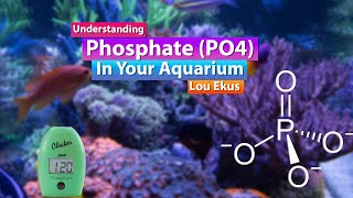 Understanding Phosphates in your Aquarium  Saltwater Reef Deep dive with Lou Ekus from Tropic Marin [upl. by Arramas]