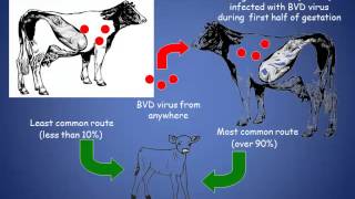 Dr Robert Stout  Bovine Virus DiarrheaPersistent Infection Management [upl. by Arev574]