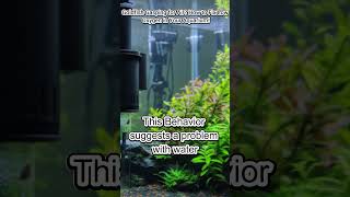 Goldfish Gasping for Air How to Fix Low Oxygen in Your Aquarium animalexploration animalpowers [upl. by Tavis]