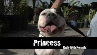 AMERICAN BULLY KENNEL  BULLY MOB KENNELS [upl. by Chad]