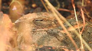 Savanna nightjar [upl. by Ainos630]