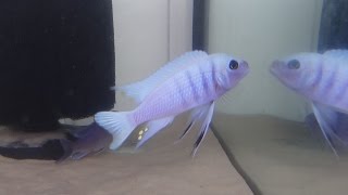 MALAWI CICHLIDS CYNOTILAPIA HARA GALLIREYA REEF F1 [upl. by Okoy]