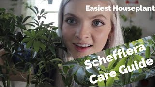 Schefflera Care Guide Easiest houseplant the underrated dwarf umbrella tree [upl. by Yddor]