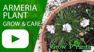 Armeria plant  grow amp care Thrift plant [upl. by Nalehp]