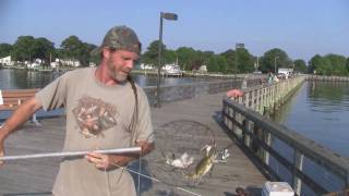 Chesapeake Bay Blue Crabs [upl. by Aileme]