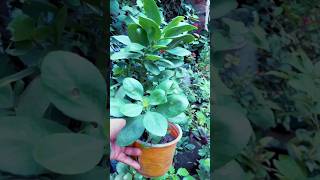 Kalanchoe plant care tips plants fertilizer garden gardening Shorts [upl. by Alderman]