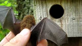 Pipistrelle bat in the hand [upl. by Alroi745]