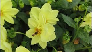 bees collecting pollen from flowers Nature beauty bees make honey from pollen colourful flowers [upl. by Elocon703]