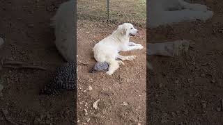 Chicken dust bathing with livestock guardian dog 72224 [upl. by Eiramalegna612]