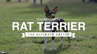 ALL ABOUT RAT TERRIERS THE ULTIMATE RATTER [upl. by Beare]