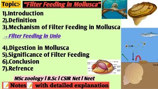 Filter feeding in Mollusca  Filter feeding in unio  Digestion and nutrition in Mollusca [upl. by Paucker]